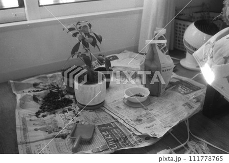鉢の植え替え 111778765