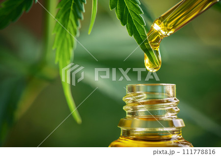 CBD Hemp oil, droplet of Cannabis oil against Marijuana plant. Medical marijuana, alternative medicine. Oil extracts in a bottle, selective focus CBD Hemp oil, droplet of Cannabis oil against Marijuana plant. Medical marijuana, alternative medicine. Oil extracts in a bottle, selective focus 111778816