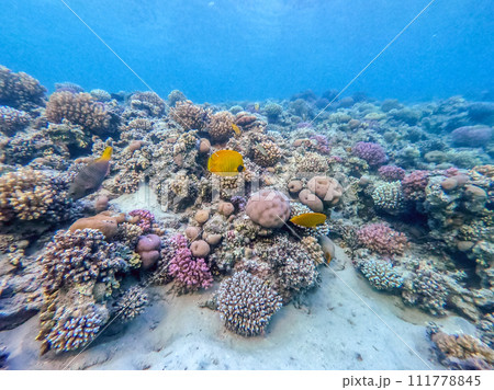 Bluecheek butterflyfish (Chaetodon semilarvatus) at the Red Sea coral reef.. Bluecheek butterflyfish (Chaetodon semilarvatus) at the Red Sea coral reef.. 111778845