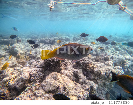 Close up view of Hipposcarus longiceps or Longnose Parrotfish (Hipposcarus Harid) at coral reef.. Close up view of Hipposcarus longiceps or Longnose Parrotfish (Hipposcarus Harid) at coral reef.. 111778850
