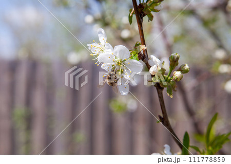 Honeybee on white flower of apple tree collecting pollen and nectar to make sweet honey with medicinal benefits.. 111778859