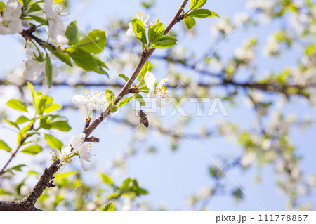 Honeybee on white flower of apple tree collecting pollen and nectar to make sweet honey with medicinal benefits.. Honeybee on white flower of apple tree collecting pollen and nectar to make sweet honey with medicinal benefits.. 111778867