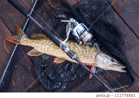 Freshwater pike and fishing equipment lies on landing net. Composition on wooden background with yellow leaves.. 111778881