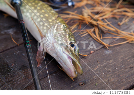 Freshwater pike and fishing equipment lies on wooden background with yellow leaves.. 111778883