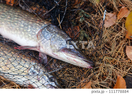 Freshwater pike fish. Big freshwater pike fish lies on keep net with fishery catch in it.. Freshwater pike fish. Big freshwater pike fish lies on keep net with fishery catch in it.. 111778884