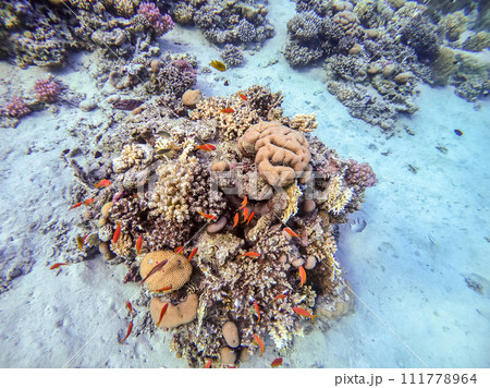 Underwater life of reef with corals, shoal of Lyretail anthias (Pseudanthias squamipinnis) and other kinds of tropical fish. Coral Reef at the Red Sea, Egypt. 111778964