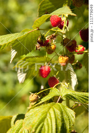 Ripe and unripe raspberry in the fruit garden. Growing natural bush of raspberry. Branch of raspberry in sunlight. Ripe and unripe raspberry in the fruit garden. Growing natural bush of raspberry. Branch of raspberry in sunlight. 111779049