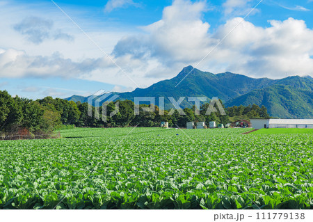 長野のレタス畑と山 111779138