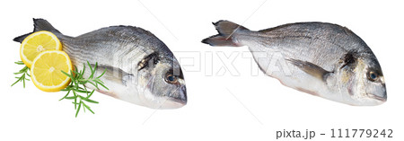 Fish dorado isolated on white background with full depth of field. 111779242