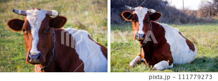 young bull grazing on the green grass young bull grazing on the green grass 111779273
