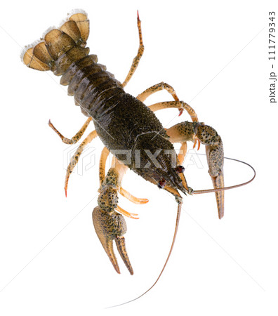 Live crayfish isolated on white background. Clipping path. Top view. 111779343