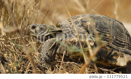 Close up of a large land tortoise lying on dry yellow grass. Summer, sunny day. Side view. Close up of a large land tortoise lying on dry yellow grass. Summer, sunny day. Side view. 111779521