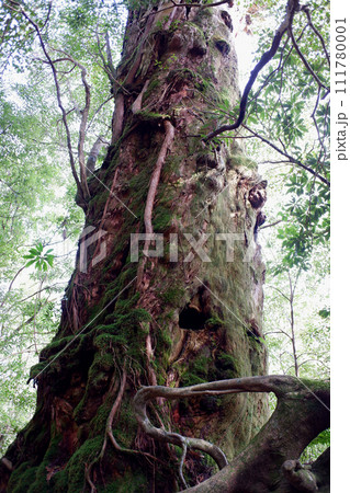 屋久島　白谷雲水峡　奉行杉 111780001
