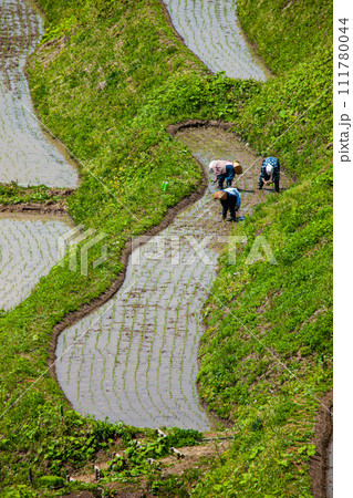 【新潟県･佐渡･小倉千枚田】美しい景観の中で米作り体験 111780044