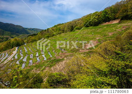 【新潟県･佐渡･小倉千枚田】美しい景観の中で米作り体験 111780063