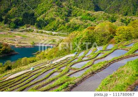 【新潟県･佐渡･小倉千枚田】美しい景観の中で米作り体験 111780067