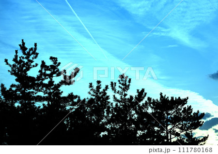 青空と松の木 青空と松の木 111780168