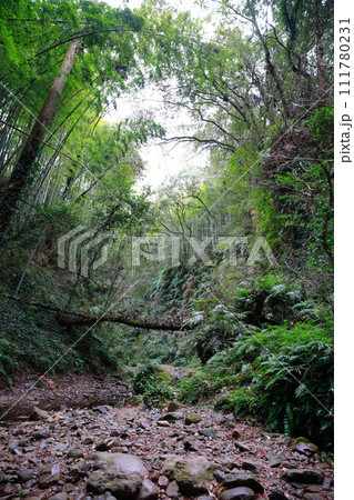 伊尾木洞 111780231