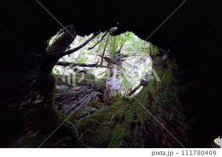 屋久島　白谷雲水峡　二代くぐり杉の内部 111780409