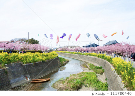 免々田川　菜の花　桜祭り 111780440