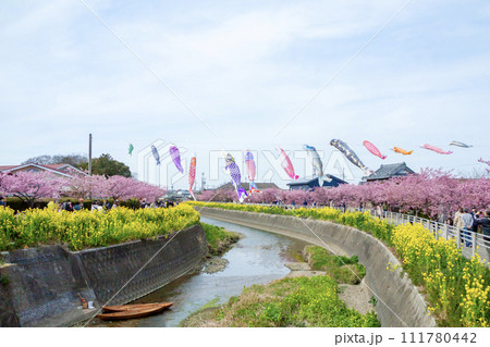 免々田川　菜の花　桜祭り 111780442