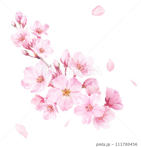 春の花：桜の花の水彩イラスト。クローズアップ。クリップアート（透過背景） 111780456
