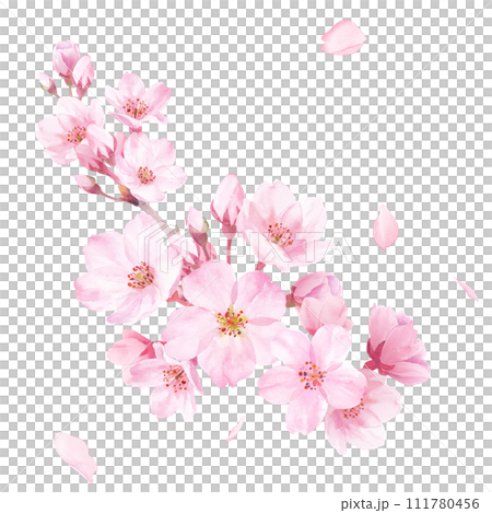 春天的花朵：櫻花的水彩插圖。特寫。剪貼畫（透明背景） 111780456