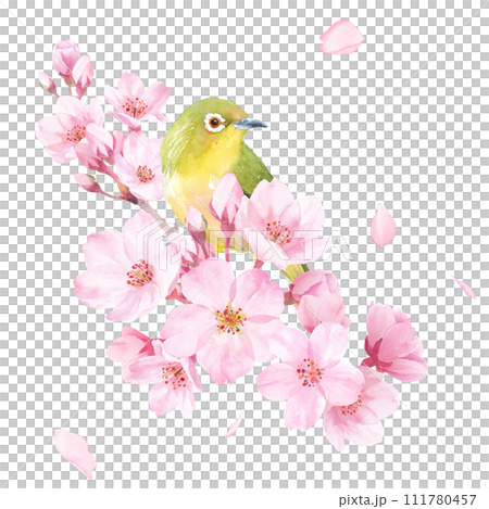 春の花：桜の花と小鳥（メジロ）の水彩イラスト。クローズアップ