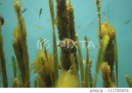 アミメハギ 111780858