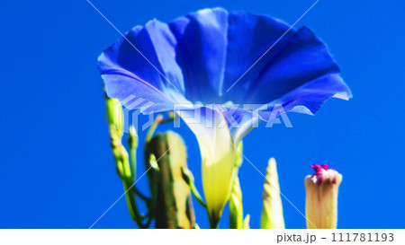 西洋アサガオのヘブンリーブル―と青空の風景 111781193