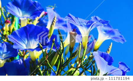 西洋アサガオのヘブンリーブル―と青空の風景 西洋アサガオのヘブンリーブル―と青空の風景 111781194