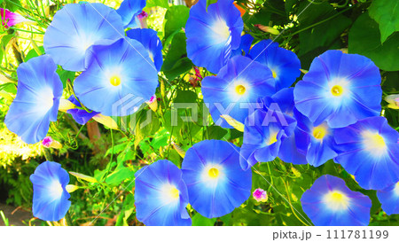 西洋アサガオのヘブンリーブル―と青空の風景 西洋アサガオのヘブンリーブル―と青空の風景 111781199