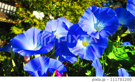 西洋アサガオのヘブンリーブル―と青空の風景 111781200