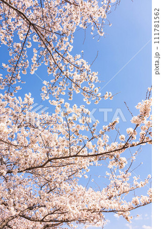 青空と桜 111781562