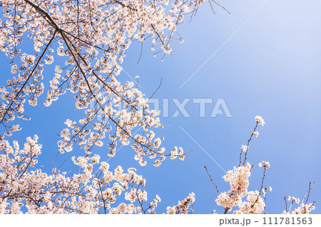 青空と桜 111781563