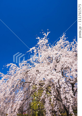 青空と枝垂れ桜 111781575