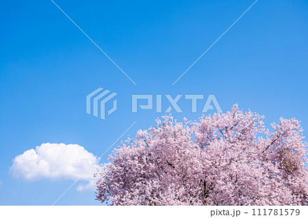 青空と桜の木 青空と桜の木 111781579