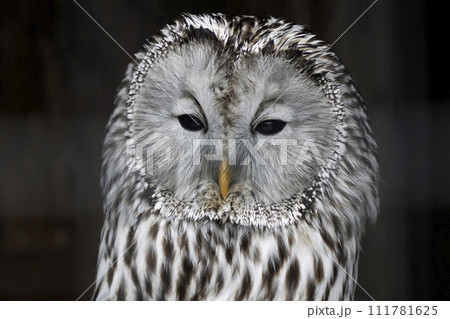 Ural owl Strix uralensis close up portrait 111781625