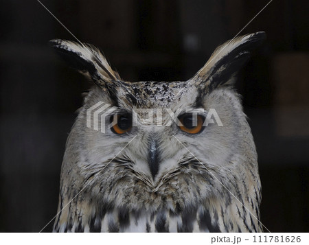 western Siberian eagle owl Bubo sibiricus close up portrait 111781626
