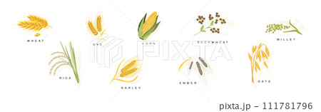 Grass Grain Cereal Ripe Crops and Agricultural Plant Vector Set 111781796