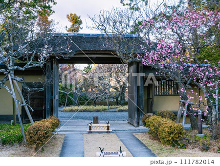 梅の花が咲いている旧吉田茂邸の兜門を内側から見た様子 111782014