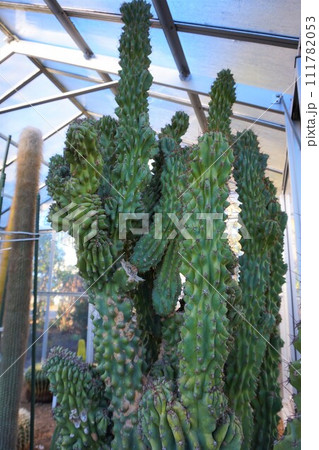 サボテン　多肉植物　岩石獅子　がんせきじし 111782053