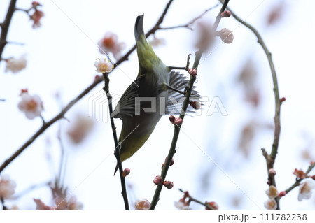 桜の蜜を吸うメジロ 111782238