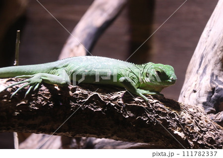 ヒロオビフィジーイグアナ 111782337