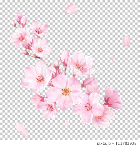 Spring flowers: watercolor illustration of cherry blossoms. Close-up. Clip art (vector. You can change the layout of parts) 111782938
