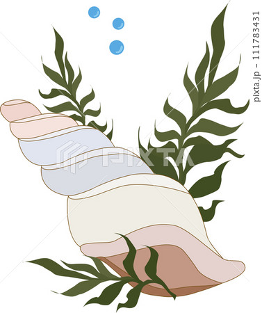 seashell with algae and bubbles, marine flora and fauna seashell with algae and bubbles, marine flora and fauna 111783431
