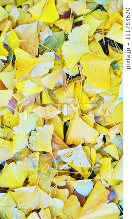 秋のイチョウの黄葉と青空の美しい風景 秋のイチョウの黄葉と青空の美しい風景 111783620