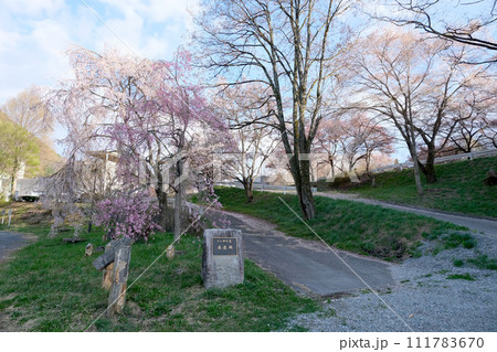 長野県伊那市高遠町_高遠湖4_2023_4月 長野県伊那市高遠町_高遠湖4_2023_4月 111783670