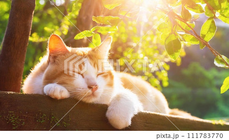 木陰で昼寝する猫 111783770