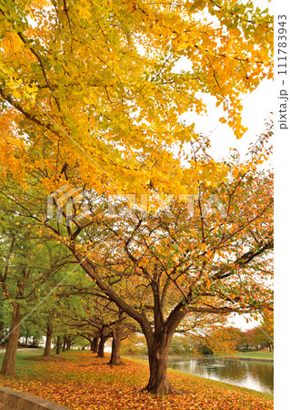 新潟県立スポーツ公園の紅葉（新潟県） 111783943